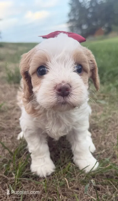 Annie – Cavapoo puppy for sale in Athens, WI