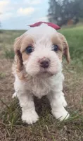 Annie, a female Cavapoo for sale in Athens, WI – 1 of 10