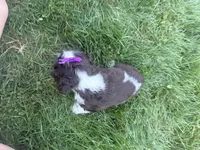 AKC Monica, a female Cocker Spaniel for sale in Athens, WI – 9 of 10