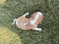 AKC Dora, a female Cavalier King Charles Spaniel for sale in Athens, WI – 4 of 4