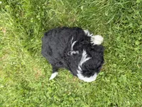 Louie, a male Miniature Bernedoodle for sale in Athens, WI – 10 of 10