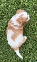 AKC Carl, a male Cavalier King Charles Spaniel for sale in Athens, WI – 3 of 10