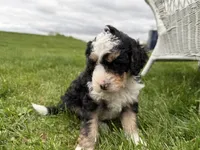 Louie, a male Miniature Bernedoodle for sale in Athens, WI – 8 of 10