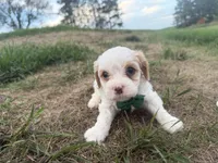 Albert, a male Cavapoo for sale in Athens, WI – 9 of 10