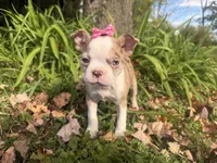 Patty, a female Boston Terrier for sale in Athens, WI – 6 of 10