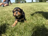 AKC Dash, a male Cavalier King Charles Spaniel for sale in Athens, WI – 3 of 10