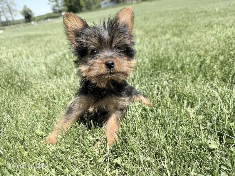 Friskie – Yorkshire Terrier puppy for sale in Athens, WI