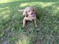 Buster, a male Miniature Goldendoodle for sale in Athens, WI – 8 of 10