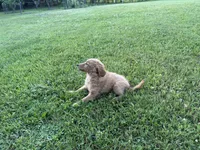 Buster, a male Miniature Goldendoodle for sale in Athens, WI – 4 of 10