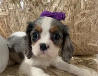 Cece, a female Cavalier King Charles Spaniel for sale in Athens, WI – 8 of 10