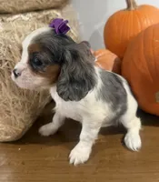 Cece, a female Cavalier King Charles Spaniel for sale in Athens, WI – 3 of 10