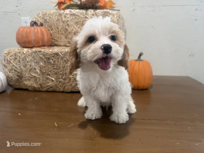 Albert – Cavapoo puppy for sale in Athens, WI