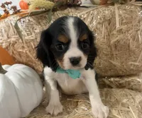 Cliff, a male Cavalier King Charles Spaniel for sale in Athens, WI – 10 of 10