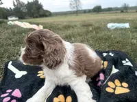 AKC Matt, a male Cocker Spaniel for sale in Athens, WI – 7 of 10