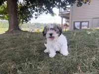 Fiona, a female Yorkshire Terrier for sale in Athens, WI – 4 of 10