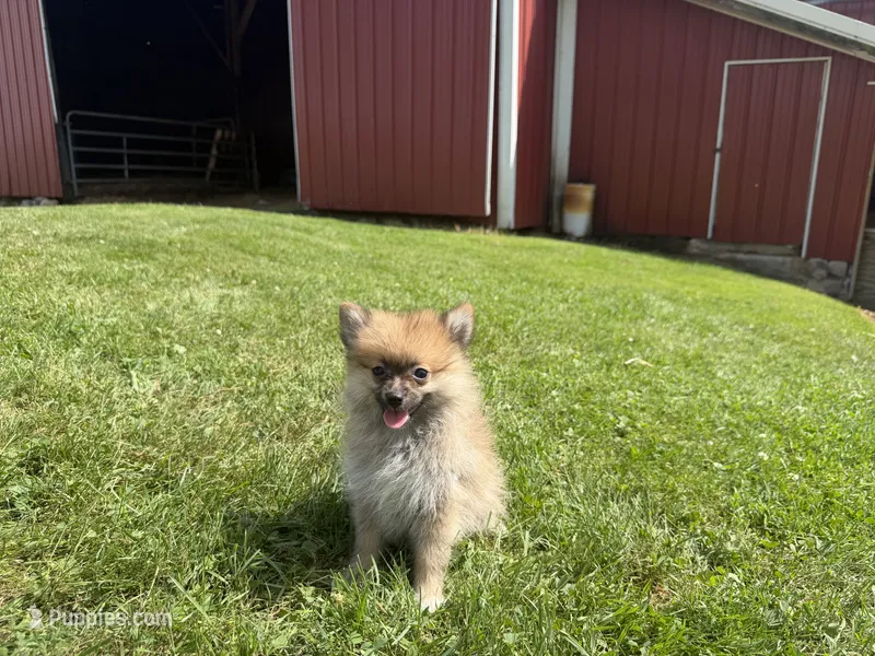 Tuffy – Pomeranian puppy for sale in Athens, WI