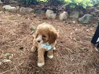 Sully, a male Cavapoo for sale in Athens, WI – 8 of 10