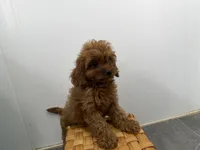 Roxy, a female Cavapoo for sale in Athens, WI – 10 of 10