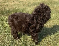 Elle, a female Poodle - Toy  for sale in Athens, WI – 4 of 10