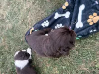 AKC Maverick , a male Cocker Spaniel for sale in Athens, WI – 4 of 9