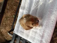 Elvis , a male Cavapoo for sale in Athens, WI – 5 of 10