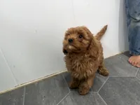 Rod, a male Cavapoo for sale in Athens, WI – 3 of 10