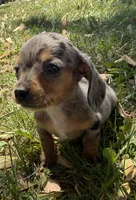 Hattie, a female Miniature Dachshund for sale in Athens, WI – 2 of 10