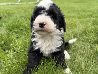 Huey, a male Miniature Bernedoodle for sale in Athens, WI – 9 of 10