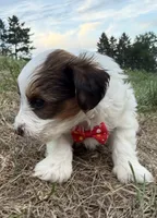 Timmy, a male Yorkshire Terrier for sale in Athens, WI – 7 of 10