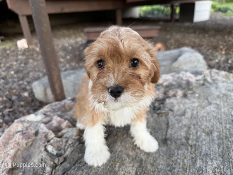 Elvis  – Cavapoo puppy for sale in Athens, WI