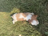 AKC Dolly, a female Cavalier King Charles Spaniel for sale in Athens, WI – 7 of 8