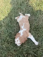 AKC Donovan, a male Cavalier King Charles Spaniel for sale in Athens, WI – 6 of 7