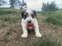 Timmy, a male Yorkshire Terrier for sale in Athens, WI – 8 of 10