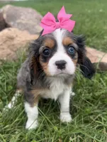 Laken, a female Cavalier King Charles Spaniel for sale in Athens, WI – 2 of 10