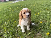 Ernie, a male Cavapoo for sale in Athens, WI – 7 of 10