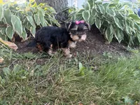 Bopeep , a female Morkie for sale in Athens, WI – 10 of 10