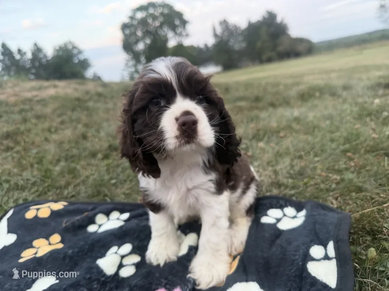 AKC Martin – Cocker Spaniel puppy for sale in Athens, WI