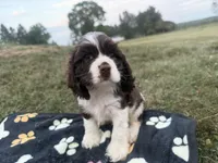 AKC Martin, a male Cocker Spaniel for sale in Athens, WI – 1 of 9