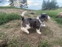 Arthur, a male Cavapoo for sale in Athens, WI – 9 of 10