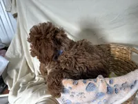 Peterson, a male Poodle - Miniature  for sale in Athens, WI – Photo 9 of 10