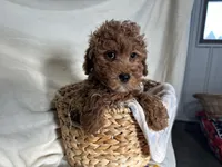 Peterson, a male Poodle - Miniature  for sale in Athens, WI – Photo 6 of 10