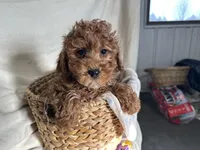 Peterson, a male Poodle - Miniature  for sale in Athens, WI – Photo 7 of 10
