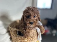 Peterson, a male Poodle - Miniature  for sale in Athens, WI – Photo 3 of 10