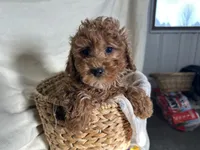 Peterson, a male Poodle - Miniature  for sale in Athens, WI – Photo 1 of 10