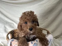 Peterson, a male Poodle - Miniature  for sale in Athens, WI – Photo 10 of 10