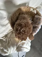 Peterson, a male Poodle - Miniature  for sale in Athens, WI – Photo 8 of 10