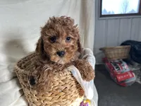 Peterson, a male Poodle - Miniature  for sale in Athens, WI – Photo 5 of 10