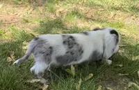 Hudson, a male Miniature Dachshund for sale in Athens, WI – 4 of 10