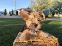 Buzz, a male Morkie for sale in Athens, WI – 8 of 10