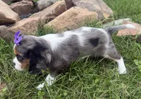 Lizzy, a female Cavalier King Charles Spaniel for sale in Athens, WI – 9 of 10